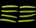 Toxic Lime Senko Worm
